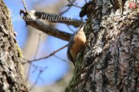 Brhlík lesný - Sitta europaea