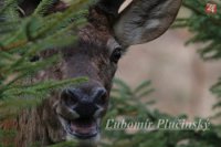 Jeleň lesný - Cervus elaphus