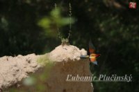 Včelárik zlatý - Merops apiaster