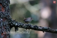 Oriešok hnedý - Troglodytes troglodytes