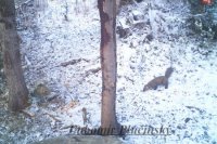 Kuna lesná - Martes martes