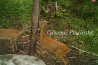 Srnec lesný - Capreolus capreolus