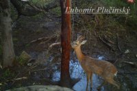 Srnec lesný - Capreolus capreolus