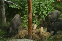 Diviak lesný - Sus scrofa