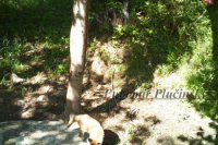 Líška obyčajná - Vulpes vulpes