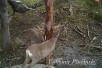 Srnec lesný - Capreolus capreolus