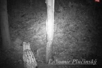 Rys ostrovid - Lynx lynx