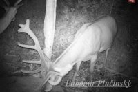 Jeleň lesný - Cervus elaphus