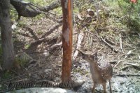 Jeleň lesný - Cervus elaphus