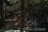 Srnec lesný - Capreolus capreolus