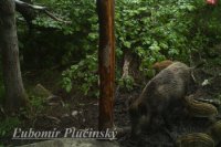 Diviak lesný - Sus scrofa