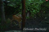 Srnec lesný - Capreolus capreolus