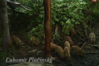 Diviak lesný - Sus scrofa