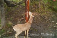 Srnec lesný - Capreolus capreolus