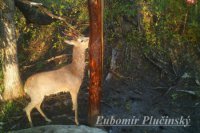 Srnec lesný - Capreolus capreolus