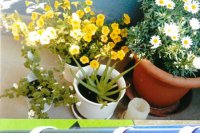 1. miesto v súťaží o najkrajšiu kvetinovú výzdobu balkóna