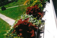 3. miesto v súťaží o najkrajšiu kvetinovú výzdobu balkóna