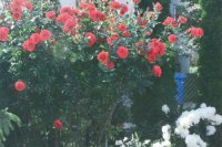 Víťaz  súťaže o najkrajšu vertikálnu zeleň