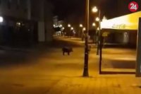 Prechádzka krásne vysvietenou nočnou Bystricou dokáže očariť. Ako sa však presvedčila aj mladá Bystričanka Bohdana Turzová, treba mať oči na stopkách. Pri prechádzaní centrom mesta okolo jednej hodiny v noci totiž narazila na diviaka.