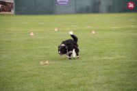 Z Majstrovstiev Slovenska. Pri „obedience psovi” sa vyžaduje rýchlosť a presnosť počas celého cvičenia.