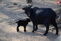 kozičky kamerúnske