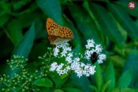 Foto: Miroslava Mydliarova