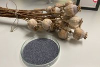 Na snímke vyšľachtená a registrovaná odroda maku siateho s názvom Azurit.