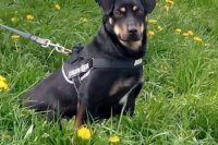 Veronika Janko Sitiarikovci