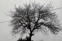 Prešovský Solivar nevykazoval škody po silnom vetre, stromy sa vlnili len minimálne.