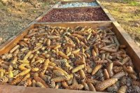 Chodník obsahuje najprv piesok, následne malé kamene, štrk, okrúhle kamene, mulčovaciu kôru a na záver šišky.