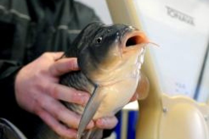 Ilustračný obrázok k článku Čo trápi prešovských rybárov? Kormorány a aj nezáujem mládeže