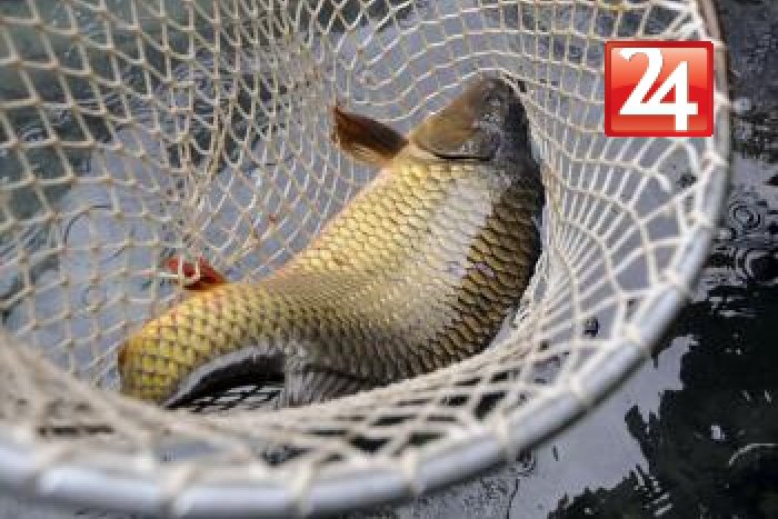 Ilustračný obrázok k článku Z Veľkej Richňavy vylovili stovky rýb: Niektoré úlovky šokovali aj samotných rybárov!