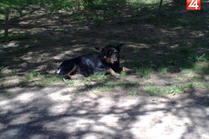 Ilustračný obrázok k článku Ad: Psie výkaly III. - Sťažujte sa na mestskom úrade, alebo polícii