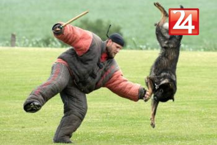 Ilustračný obrázok k článku Po kalvárii sa potuluje svorka psov! Bol nariadený ich odchyt