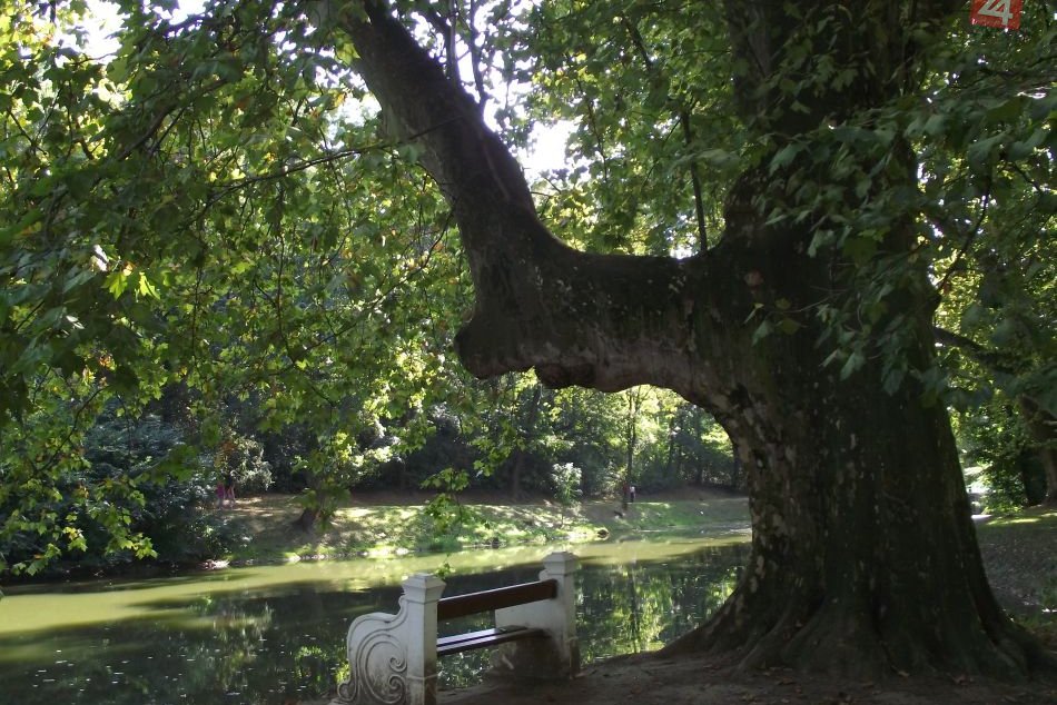 Platan, ku ktorému sa viaže legenda o nešťastnej láske