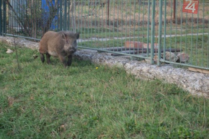 Ilustračný obrázok k článku Nekončiaci problém sídliska Hájik s diviakmi: Tento krok mesta má ľuďom pomôcť...