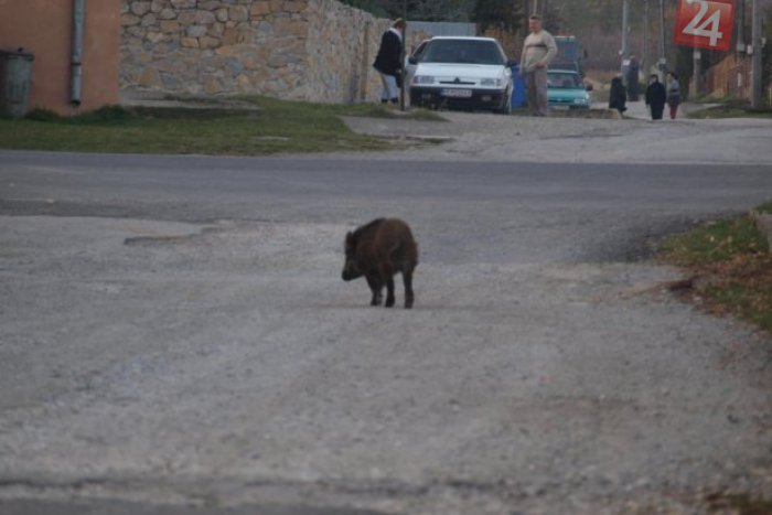Ilustračný obrázok k článku Nevídaný úkaz v Poprade: Po meste sa preháňal diviak, zranil dve dievčatá!