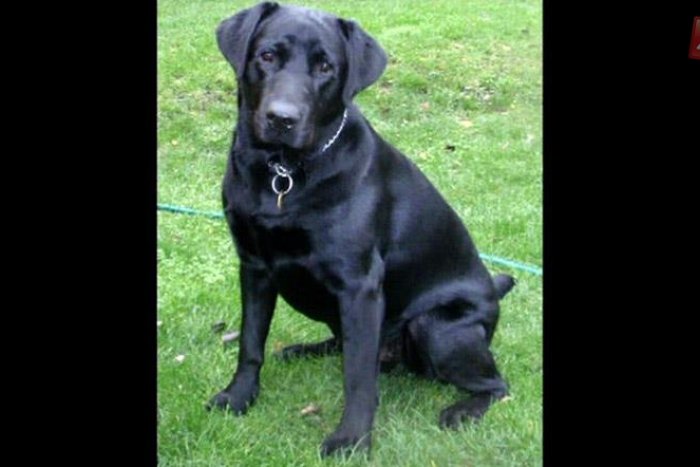 Ilustračný obrázok k článku Diera v plote: Tri psy napadli domáceho strážcu