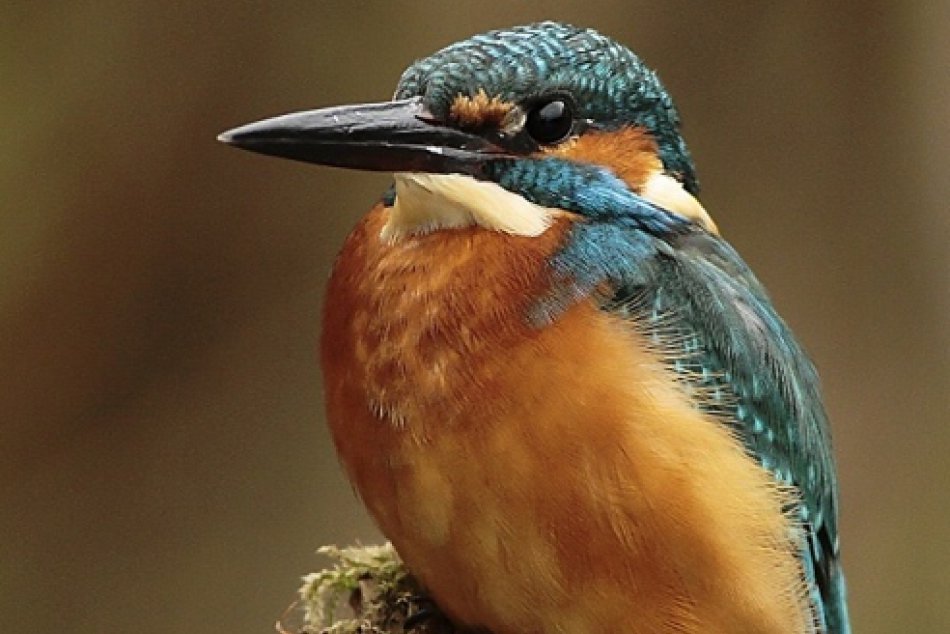 Ilustračný obrázok k článku Deň vtáctva sa na Slovensku pripomína vyše 115 rokov