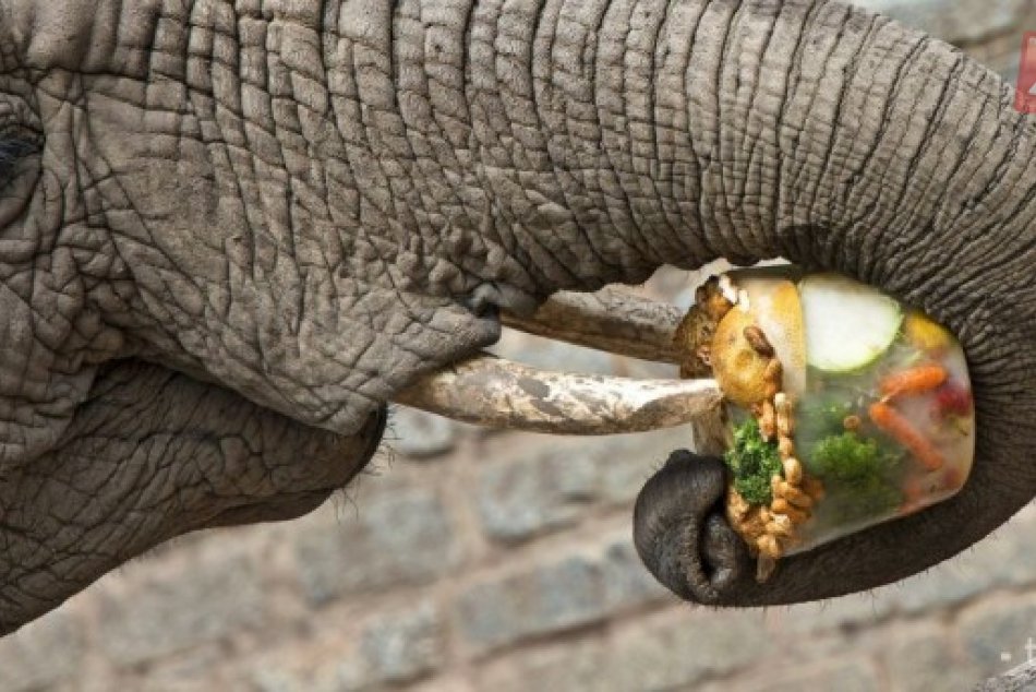 Ilustračný obrázok k článku Strhli na seba pohľady všetkých Michalovčanov: Námestím sa prechádzali slony, FOTO