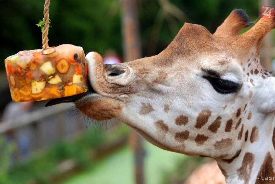 Ilustračný obrázok k článku Kvôli horúčavám v ZOO zrušili stretnutie so zvieratkami