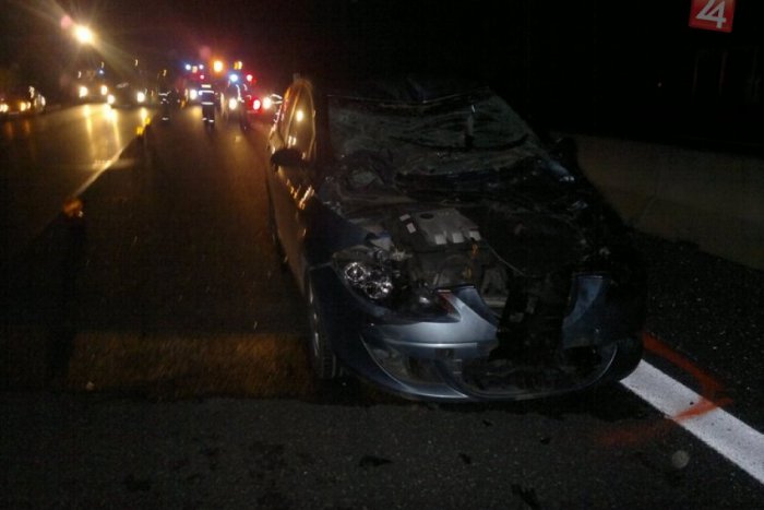 Ilustračný obrázok k článku Kravy behali po diaľnici. Spôsobili hromadnú nehodu!