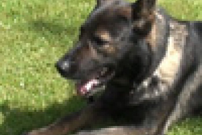 Ilustračný obrázok k článku Na mamičku s dieťaťom zaútočila svorka rozzúrených psov!