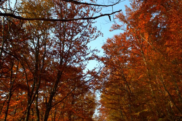 Ilustračný obrázok k článku Veľký úspech pre Muránsku planinu: Je karpatský unikát!