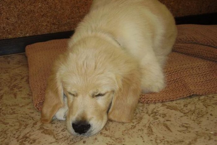 Ilustračný obrázok k článku Štvornohých miláčikov na Silvestra radšej neutešujte