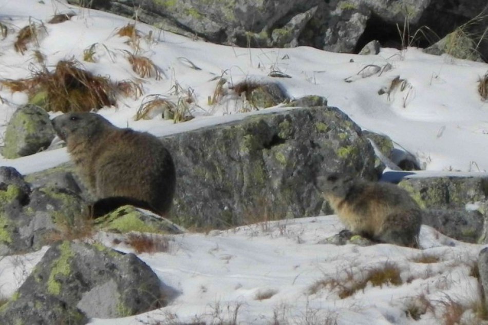 Ilustračný obrázok k článku Svište už hibernujú: Ich pišťanie vo Vysokých Tatrách nebudeme počuť pol roka