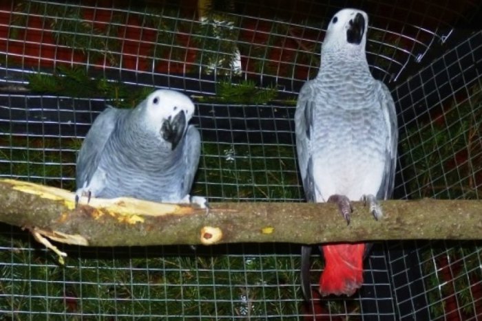 Ilustračný obrázok k článku Nádherné operence sa dočasne usadili v múzeu. Víťazom výstavy je amazoňan modročelý