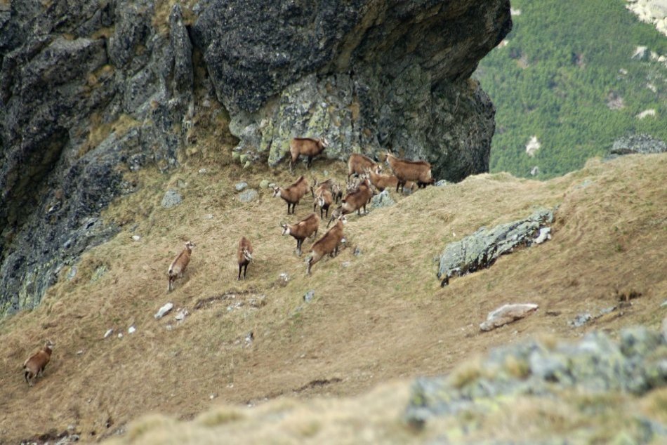 Ilustračný obrázok k článku Matečná nevymenuje nového šéfa Štátnych lesov TANAP-u: Vyberať sa bude znova