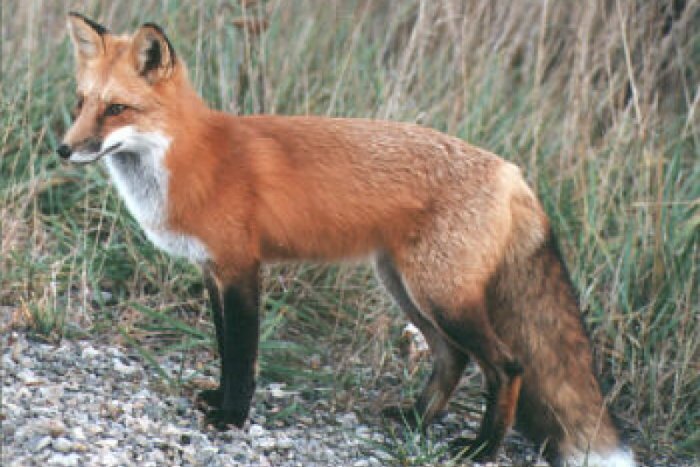 Ilustračný obrázok k článku Podbreziny sa budú očkovať: Pozor na vakcíny proti besnote