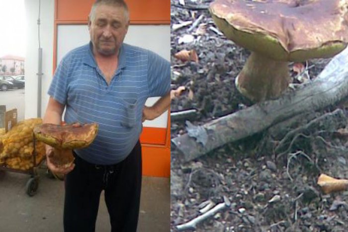 Ilustračný obrázok k článku Marián (60) zo Žiaru: Hubárska sezóna len začína!